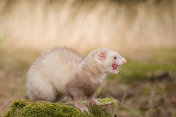 Champagne ferret posing on forest pathway and stump with grass on background