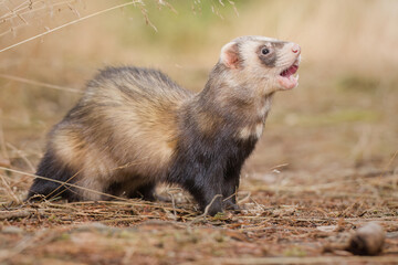 Standard color ferret posing on forest pathway and stump