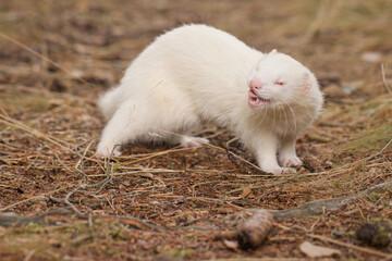 Albino ferret posing on forest pathway and stump with grass on background