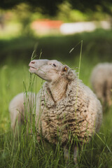 Grinsendes Schaf