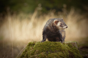 Standard color ferret posing on forest pathway and stump