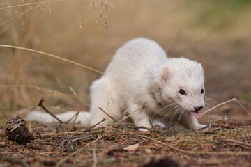 Ferret with white fur posing on forest pathway and stump