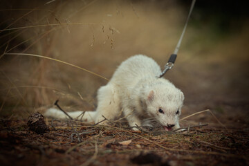 Ferret with white fur posing on forest pathway and stump