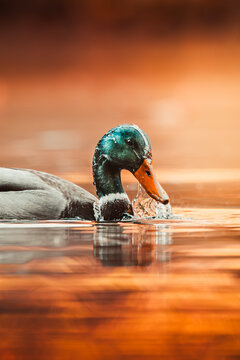 Ente im Wasser