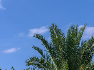 tropical palm trees on a sunny autumn day 3