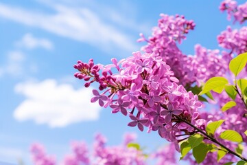 Lilac under blue sky.