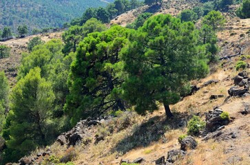 Pinar mediterraneo junto a Tolox, provincia de Málaga