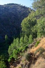 Fototapeta na wymiar Pinar mediterraneo junto a Tolox, provincia de Málaga