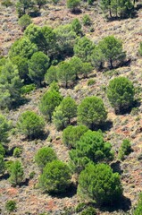 Pinar mediterraneo junto a Tolox, provincia de Málaga