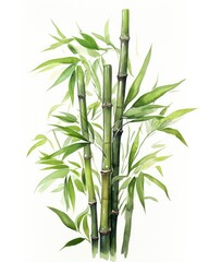 Watercolor bamboo clipart isolated on white background.