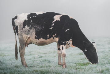 Milchkuh im Morgenlicht auf der Weide im Nebel
