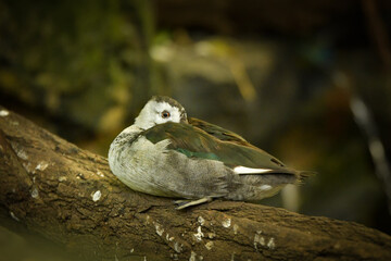 Fototapeta premium Duck in the zoo enclosure, spring chicks, on log
