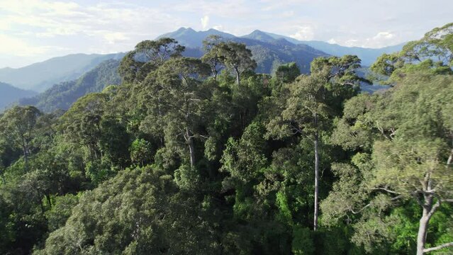 Aerial drone shot over primary Jungle tropical rain forest in Nan, Thailand. Aerial view, moving over a rainforest tree canopy in a slow pace beautiful green nature background of a tropical forest.