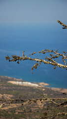 branches of a tree
