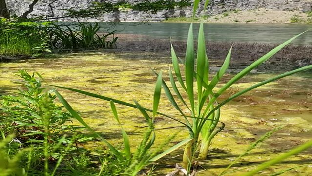 Video: Ringelnatter (Natrix natrix) schl&auml;ngelt sich auf den Algen des Sees The Emerald Lake or Lacul de Smarald