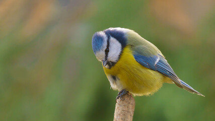 Eurasian Blue Tit
