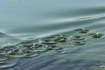 water drops on the water