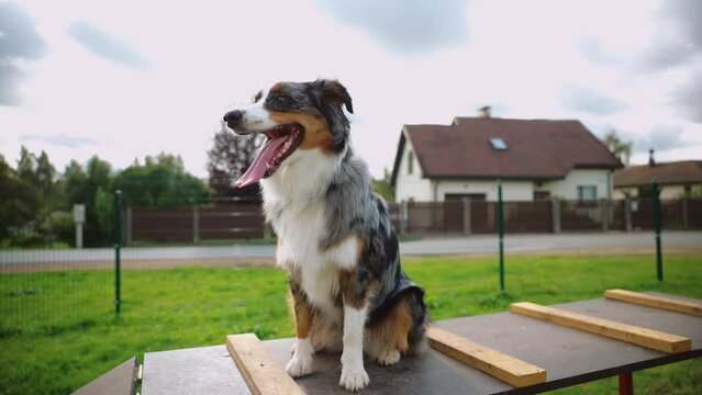 Australian Shepherd enjoying his time in the backyard