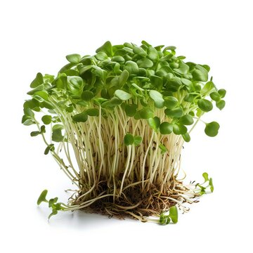 garden cress