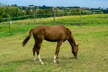 Obraz premium A horse on the farm