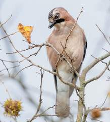 Eichelh&auml;her im Baum