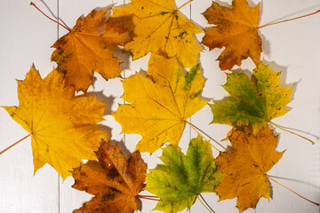 Beautiful autumn frames made of yellow maple leaves. Wooden white background. Flat lay. Fall. Halloween.