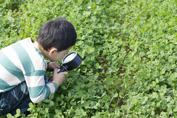 Child looking through magnifying glass on a clover grass field. Child looking for insect in the...