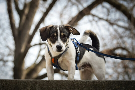 Dog Is Looking Down From The Top Of The Stairs. She Is In Center Of Prague. She Is So Patient Model.