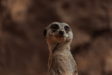 Fototapeta premium meerkat on guard