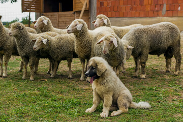 Obraz premium At the village. View of sheep at the farm and the dog
