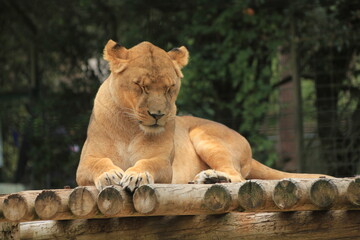 lion