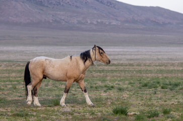 Obraz premium Wild Horse in Spring in the Utah Desert