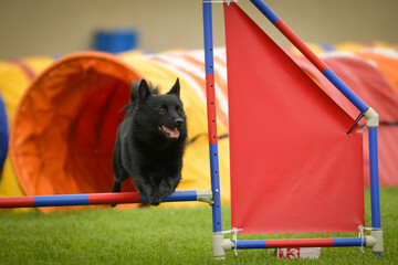 Dog is jumping over the hurdles. Amazing day on czech agility privat training