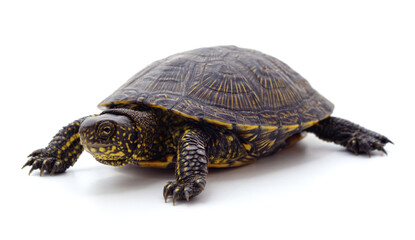 Wild black turtle.