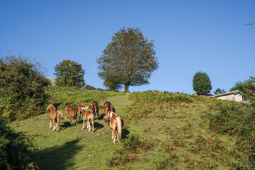 GR 20 trail - Circular route to Aralar, Aralar natural park, Guipuzcoa-Navarra, Spain