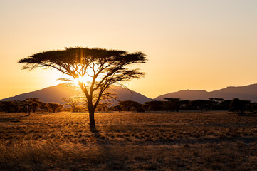 Schirmakazie in Kenya