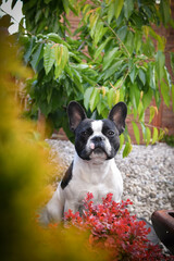 French buldog is sitting in flowers. Adult border collie is in flowers in garden. He has so funny face