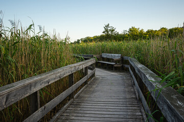 Wooden pathway going through reed