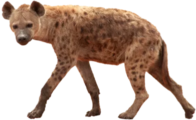Fotobehang Hyena Hyena PNG, transparent background  © catahula