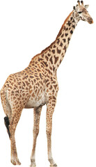 Giraffe PNG with transparent background
