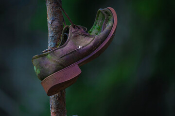 a worn-out men's shoe hangs from a pine tree. Everything indicates that it has been hanging there for a long time. The leather has been covered with moss and lichen