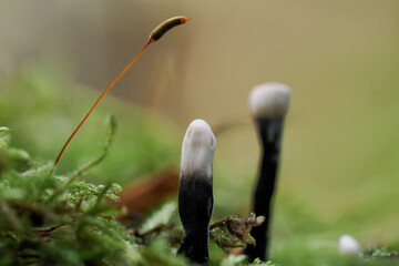 Forest mushrooms growing on tree trunks.close-up photography, Poland	