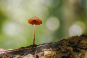 Forest brown mushrooms growing on tree trunks.close-up photography, Poland	