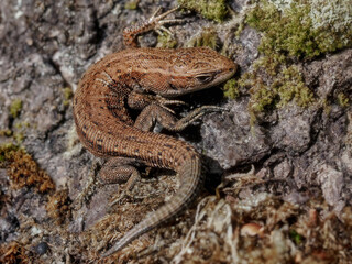 The viviparous lizard Zootoca vivipara is a species of lizard from the lizard family Lacertidae. It is the only representative of the genus Zootoca