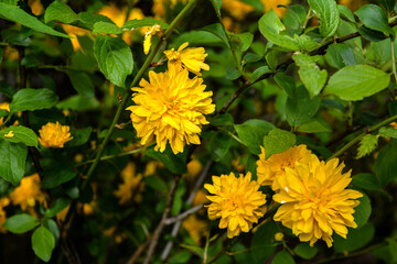 kerria japonica flowers in full bloom.