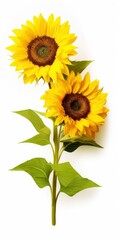 Sunflowers isolated on white background.