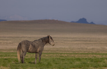 Obraz na płótnie Canvas Wild Horse in the Utah Desert in Springtime
