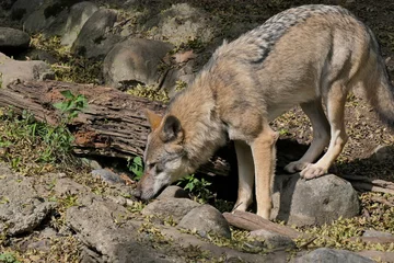 Tuinposter eurasischer Wolf (Canis Lupus Lupus) © sawiblick