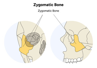 Zygomatic bone human skull illustration in vector