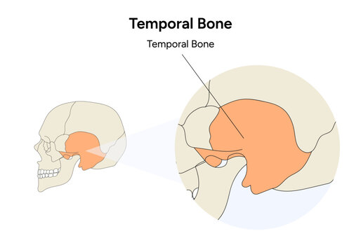 Temporal bone human skull illustration in vector